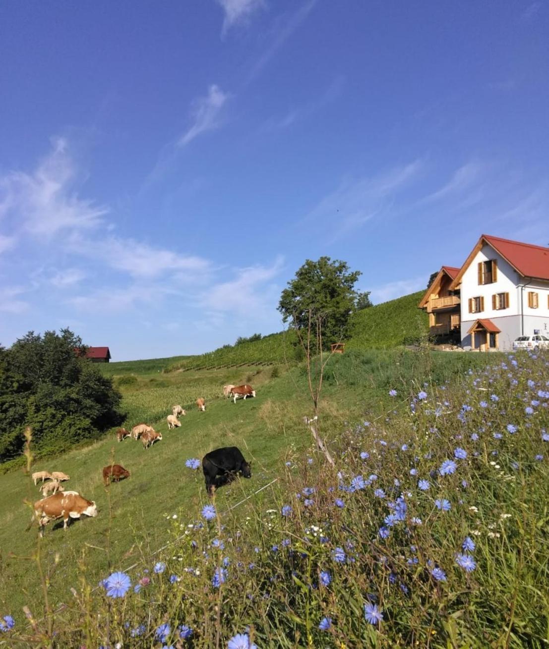 Bauernhof Gschmeidler Sankt Johann im Saggautal المظهر الخارجي الصورة